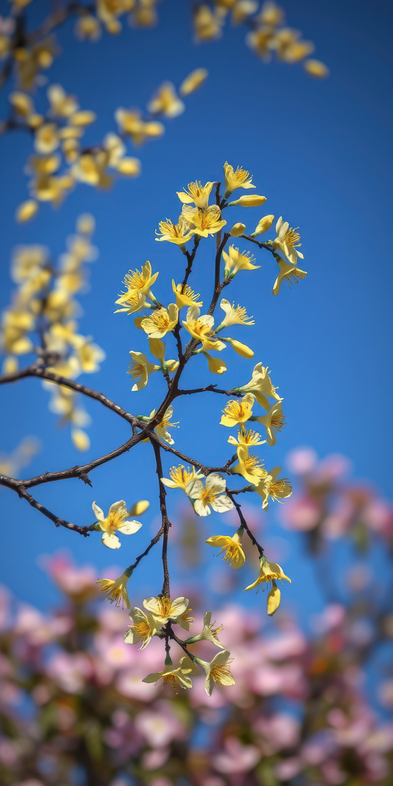 Yellow blossoms emerge from branches against a clear blue sky in springtime nature